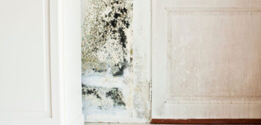 There are several good reasons to get your house inspected for mold