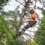The Art and Science of Tree Pollarding: Enhancing Tree Health and Aesthetics