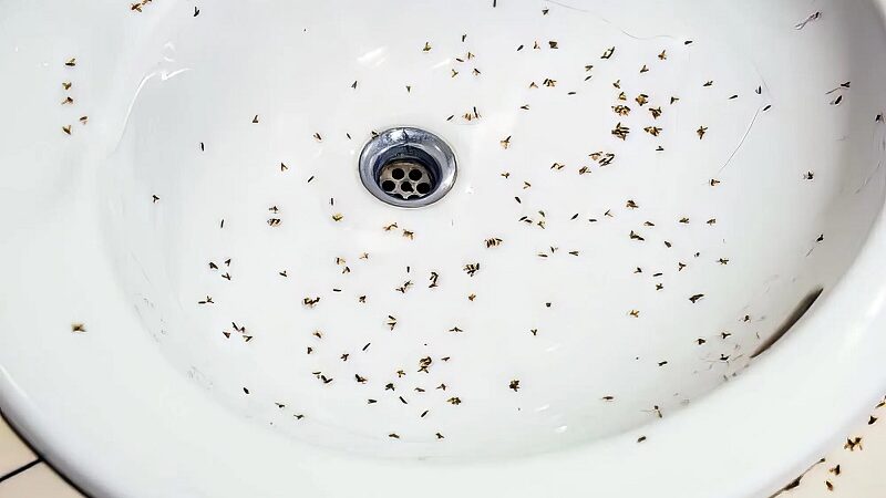 Solution for Drain Flies and Clogged Drains